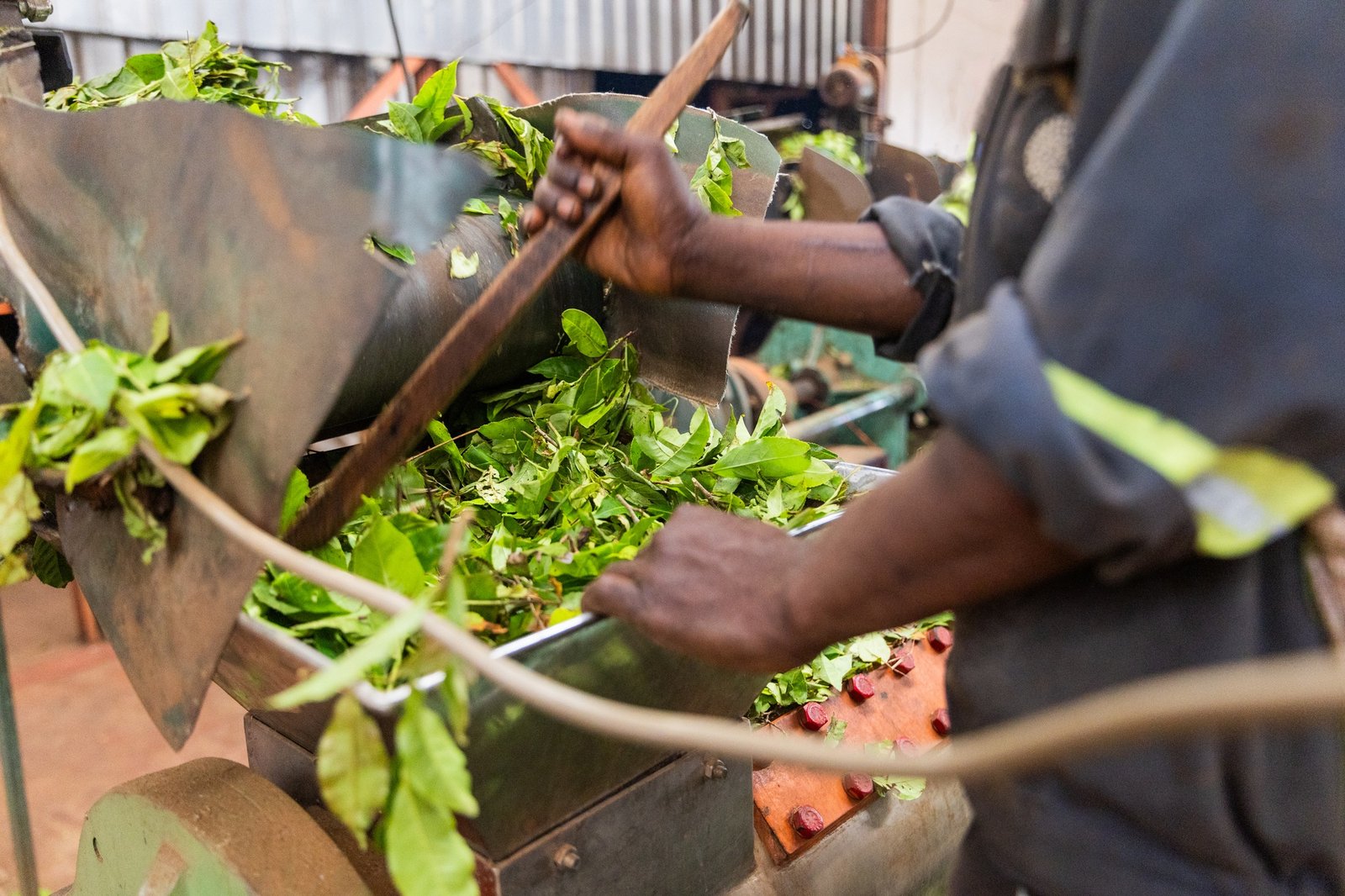 A worker enters freshly picked tea leaves into the shredder, the tea production process